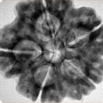 5 Mukhi Rudraksha 29.1mm 7.4gm - Inverse xray