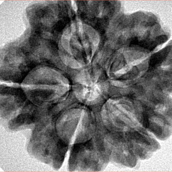 5 Mukhi Rudraksha 29.1mm 7.4gm - Inverse xray