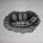 27 Mukhi Rudraksha 22.3mm 1.27gm - Inverse xray