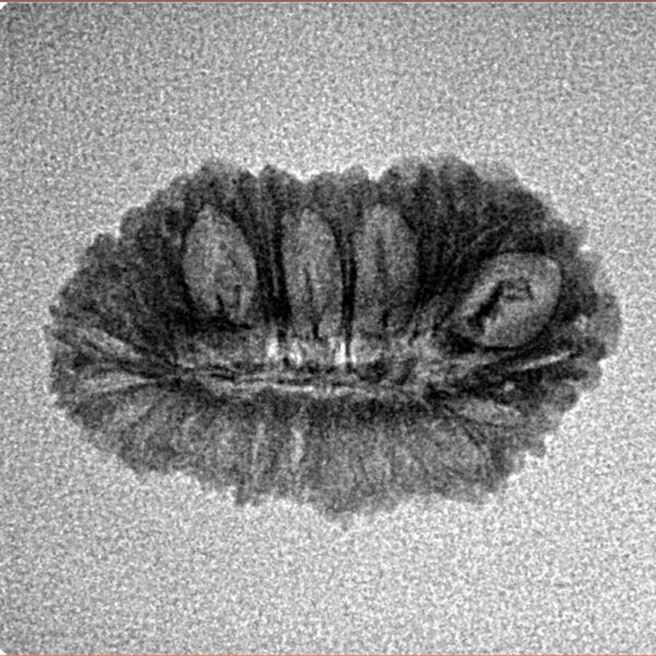 27 Mukhi Rudraksha 22.3mm 1.27gm - Inverse xray