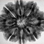 8 Mukhi Rudraksha 28.2mm 6.54gm - Inverse xray