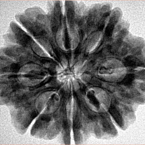 8 Mukhi Rudraksha 28.2mm 6.54gm - Inverse xray