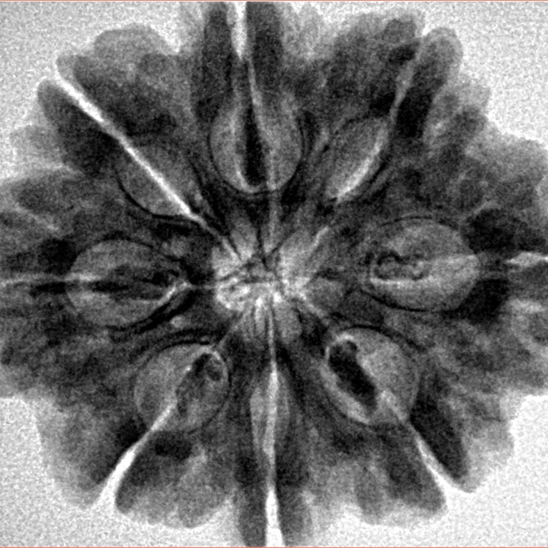 8 Mukhi Rudraksha 28.2mm 6.54gm - Inverse xray