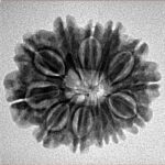 12 Mukhi Rudraksha 23.8mm 3.51gm - Inverse xray