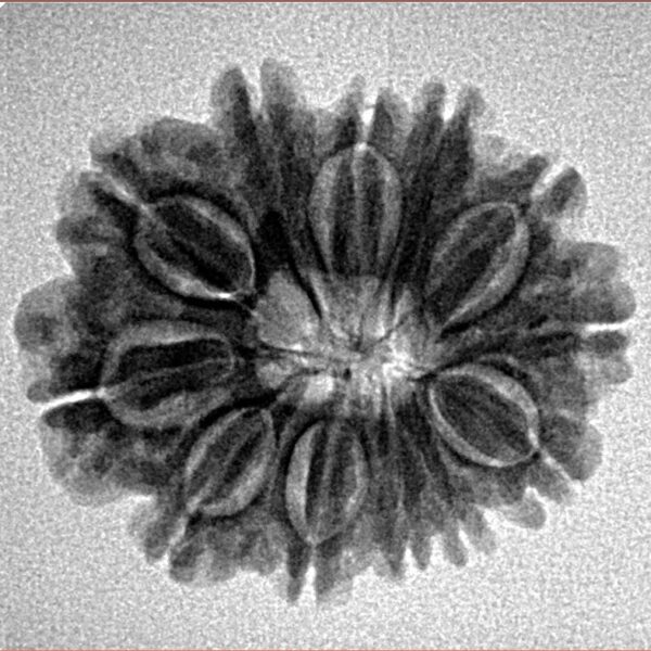 12 Mukhi Rudraksha 23.8mm 3.51gm - Inverse xray