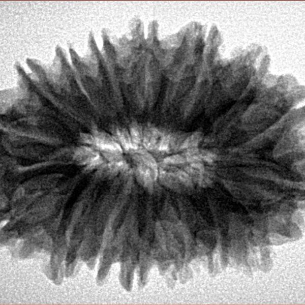 16 Mukhi Rudraksha 30.1mm 5.85gm - Inverse xray