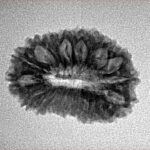19 Mukhi Rudraksha 22.7mm 2.28gm - Inverse xray