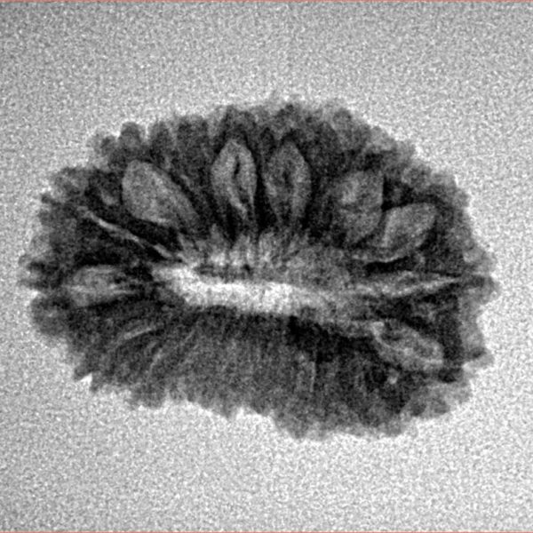 19 Mukhi Rudraksha 22.7mm 2.28gm - Inverse xray
