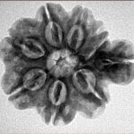 Sawar/Ganesh (7+1) 25.6mm 4.39gm - Inverse xray
