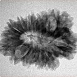 16 Mukhi Rudraksha 27.6mm 3.41gm - Inverse xray