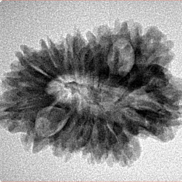 16 Mukhi Rudraksha 27.6mm 3.41gm - Inverse xray