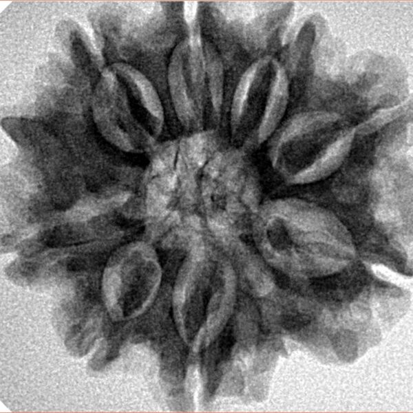 8 Mukhi Ganesh 26.7mm 5.54gm - Inverse xray