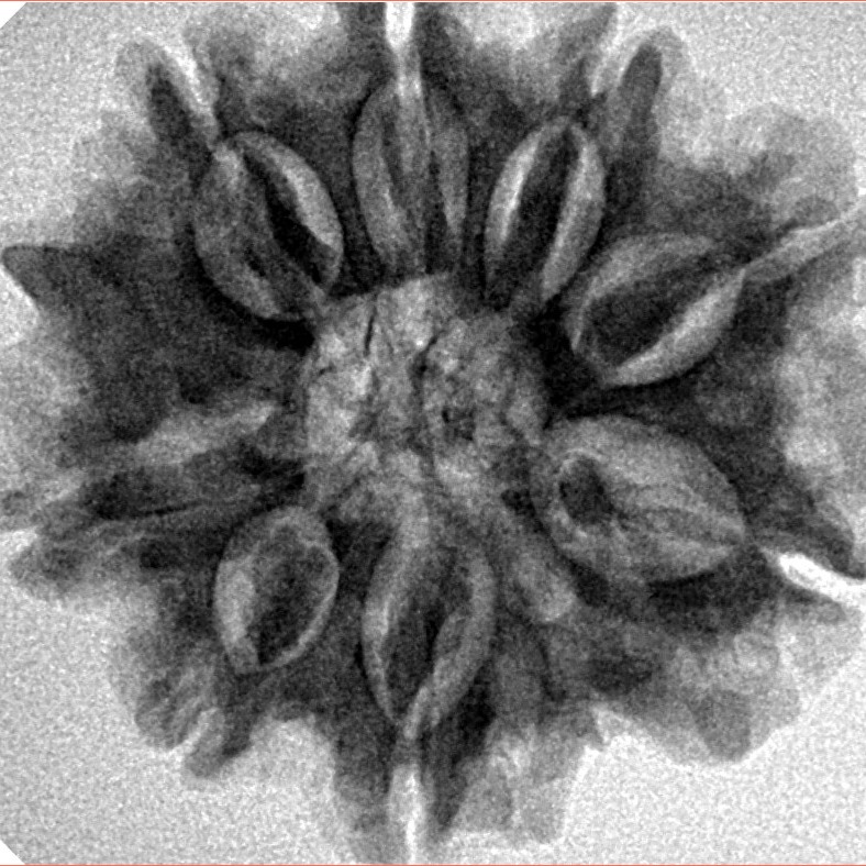8 Mukhi Ganesh 26.7mm 5.54gm - Inverse xray