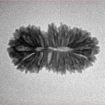 19 Mukhi Rudraksha 22.5mm 1.58gm - Inverse xray