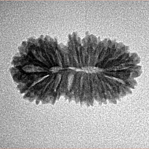 19 Mukhi Rudraksha 22.5mm 1.58gm - Inverse xray