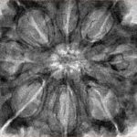 8 Mukhi Rudraksha 33.2mm 8.21gm - Inverse xray
