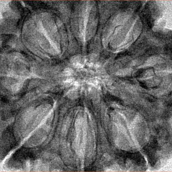 8 Mukhi Rudraksha 33.2mm 8.21gm - Inverse xray