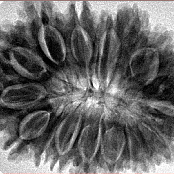 17 Mukhi Rudraksha 34.2mm 7.43gm - Inverse xray