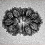 14 Mukhi Rudraksha 23.3mm 2gm - Inverse xray