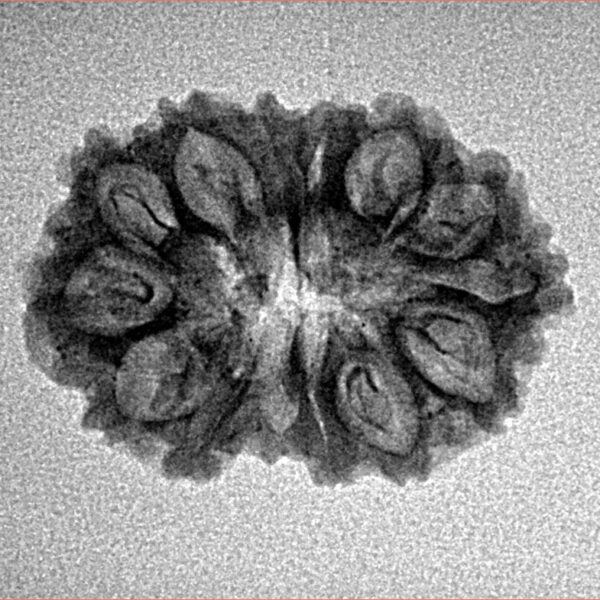 14 Mukhi Rudraksha 23.3mm 2gm - Inverse xray