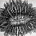 18 Mukhi Rudraksha 32.4mm 6.87gm - Inverse xray