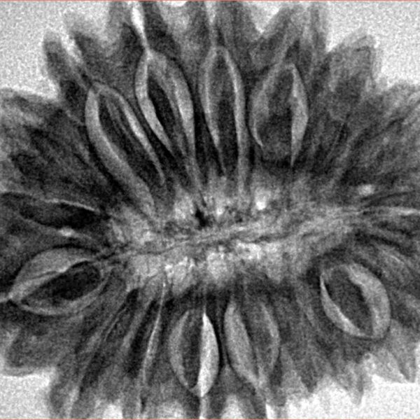 18 Mukhi Rudraksha 32.4mm 6.87gm - Inverse xray