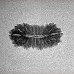 21 Mukhi Rudraksha 18.8mm 0.8gm - Inverse xray
