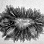 16 Mukhi Rudraksha 27.8mm 3.66gm - Inverse xray