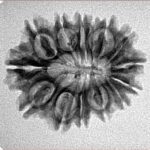 14 Mukhi Rudraksha 24.1mm 2.85gm - Inverse xray