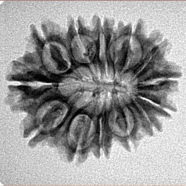 14 Mukhi Rudraksha 24.1mm 2.85gm - Inverse xray