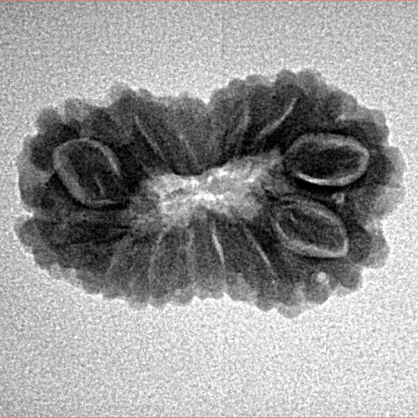 14 Mukhi Rudraksha 24mm 2.31gm - Inverse xray