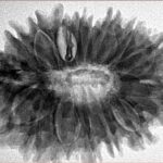 16 Mukhi Rudraksha 33mm 7.27gm - Inverse xray