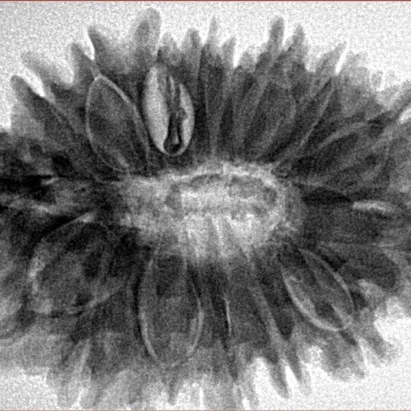 16 Mukhi Rudraksha 33mm 7.27gm - Inverse xray