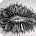18 Mukhi Rudraksha 30.9mm 4.35gm - Origin: Nepal - Inverse xray