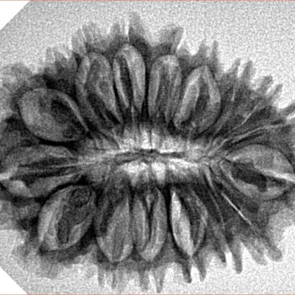 18 Mukhi Rudraksha 30.9mm 4.35gm - Origin: Nepal - Inverse xray