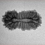 23 Mukhi Rudraksha 23mm 1.58gm - Inverse xray