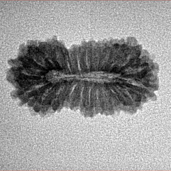 23 Mukhi Rudraksha 23mm 1.58gm - Inverse xray