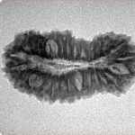 27 Mukhi Rudraksha 26.6mm 2.3gm - Inverse xray
