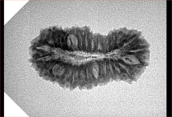 27 Mukhi Rudraksha 26.6mm 2.3gm - Inverse xray
