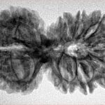 14 Mk Gaurishankar 35.8mm 5.68gm - Inverse xray