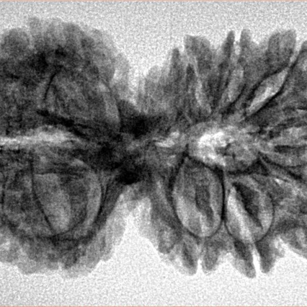 14 Mk Gaurishankar 35.8mm 5.68gm - Inverse xray