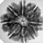 8 Mukhi Rudraksha 25.3mm 5.18gm - Inverse xray