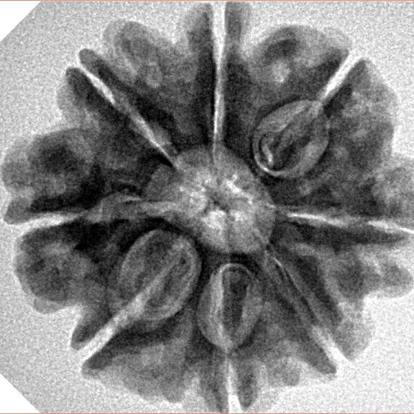 8 Mukhi Rudraksha 25.3mm 5.18gm - Inverse xray