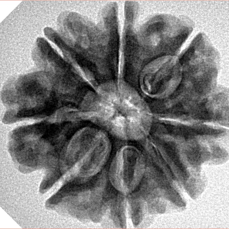 8 Mukhi Rudraksha 25.3mm 5.18gm - Inverse xray