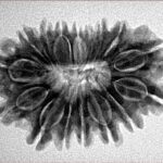 16 Mukhi Rudraksha 28.9mm 4.53gm - Inverse xray