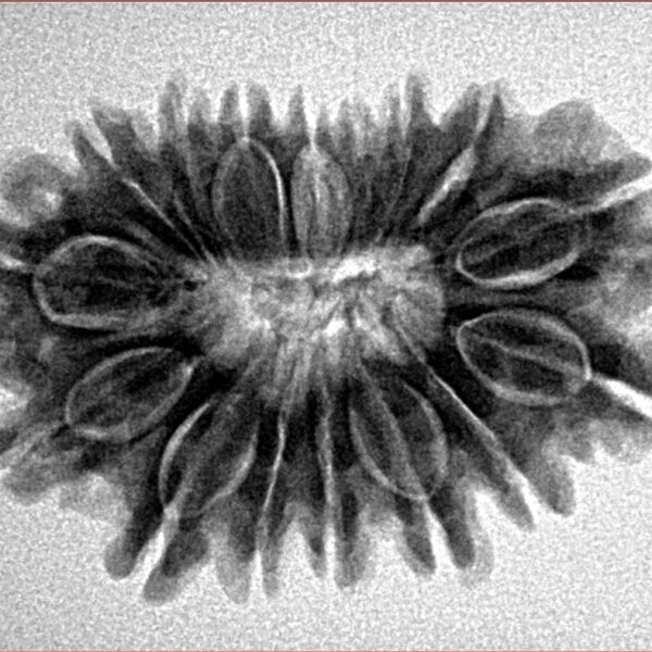 16 Mukhi Rudraksha 28.9mm 4.53gm - Inverse xray