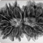 14 Mk Gaurishankar 35.2mm 7.29gm - Inverse xray