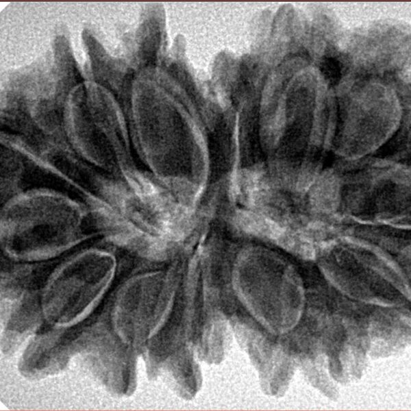 14 Mk Gaurishankar 35.2mm 7.29gm - Inverse xray