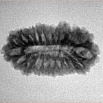 21 Mukhi Rudraksha 24.5mm 2.24gm - Inverse xray