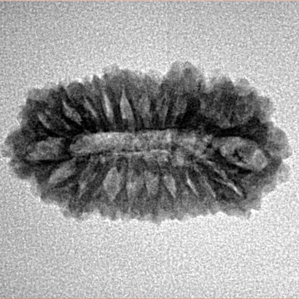 21 Mukhi Rudraksha 24.5mm 2.24gm - Inverse xray